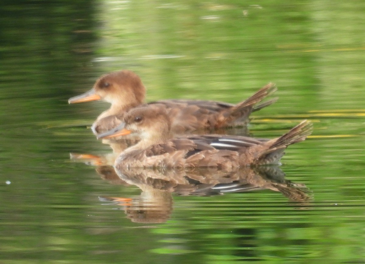 Common Merganser - ML622115796