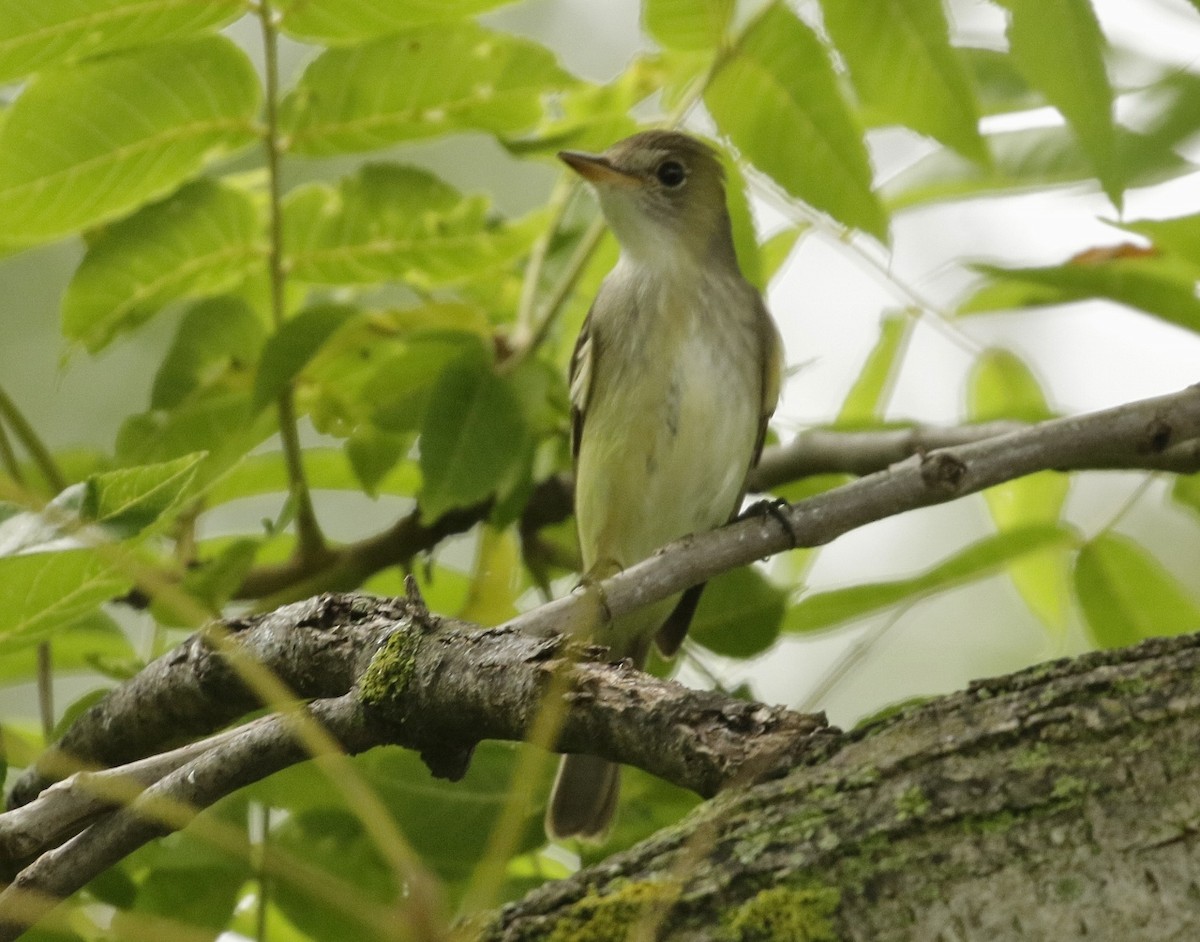 Least Flycatcher - ML622115800