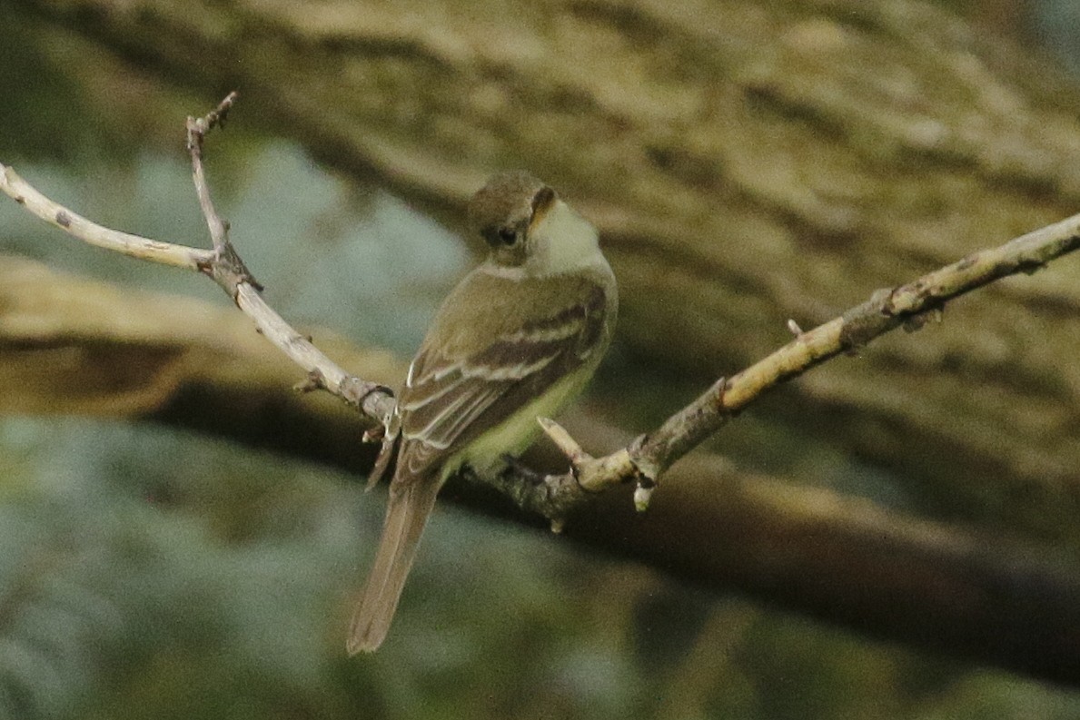 Least Flycatcher - ML622115802