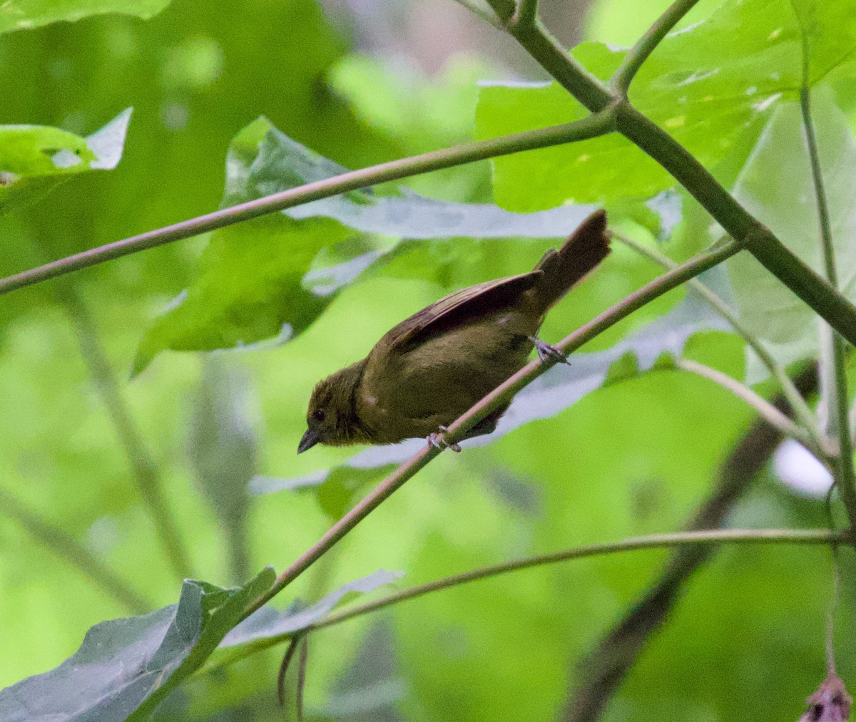 Black-eared Hemispingus - ML622115803