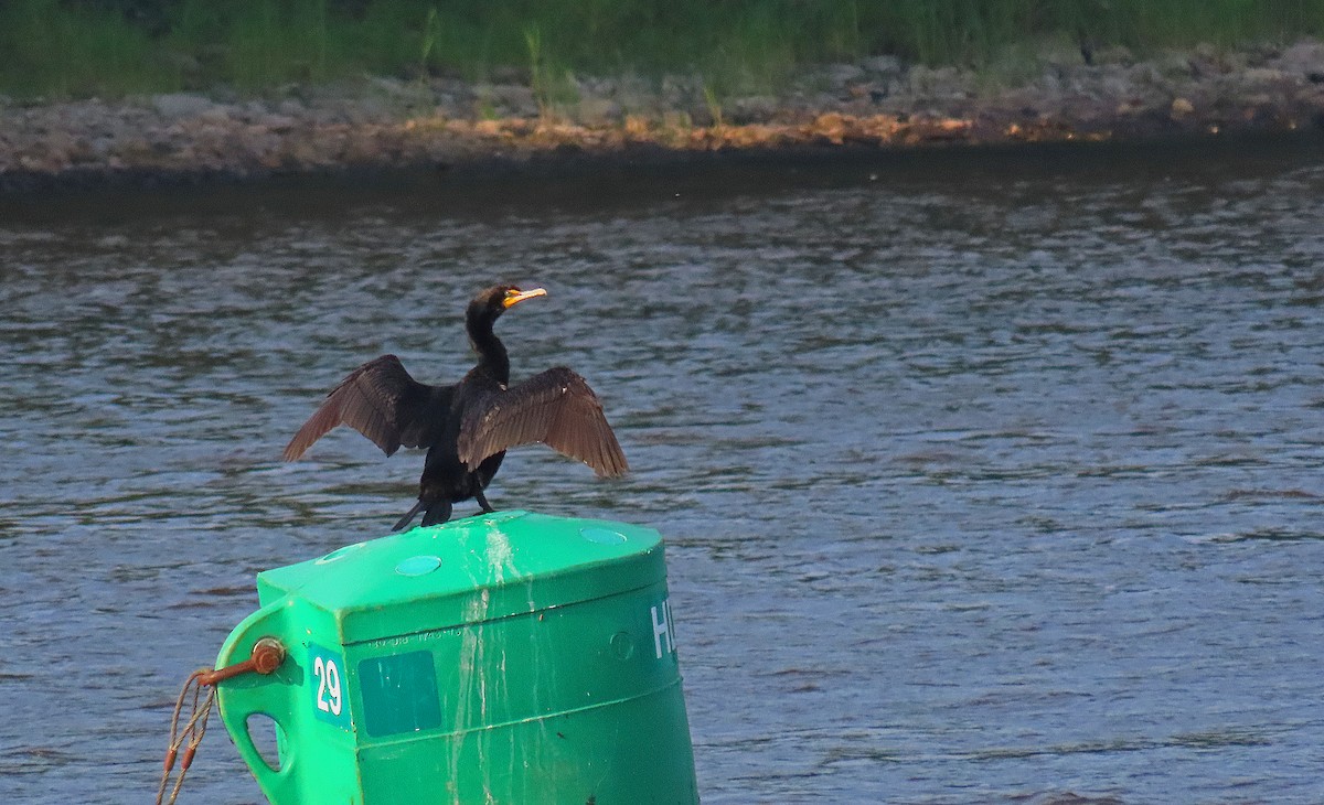 Double-crested Cormorant - ML622115805