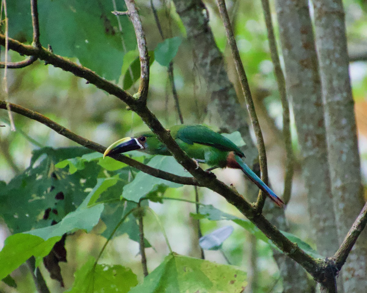 Southern Emerald-Toucanet - ML622115806