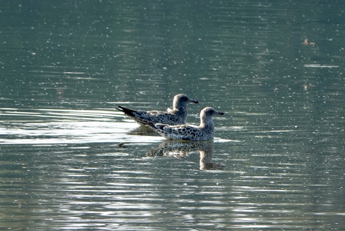 California Gull - Brian MacDonald