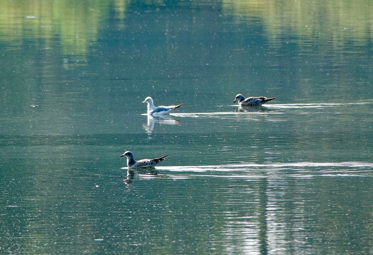 California Gull - ML622115809