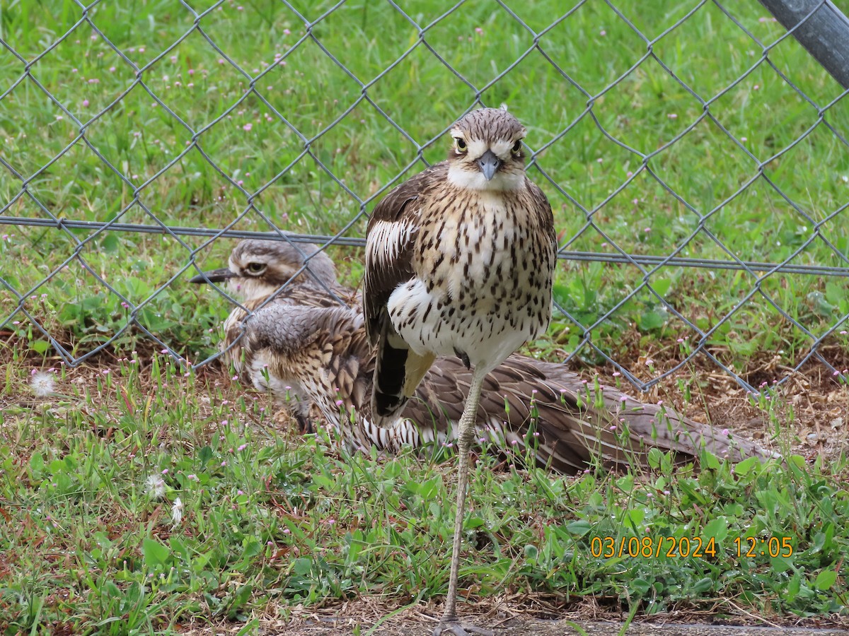 Bush Thick-knee - ML622115812