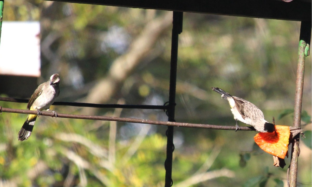 Sooty-headed Bulbul - ML622115813