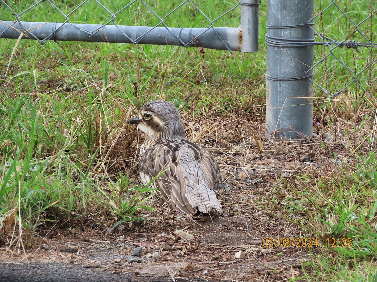 Bush Thick-knee - ML622115814