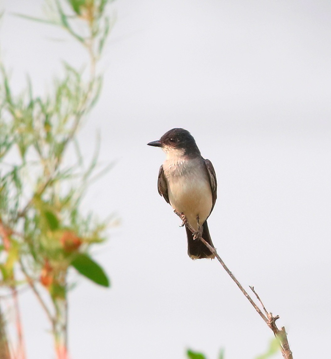 Eastern Kingbird - ML622115815