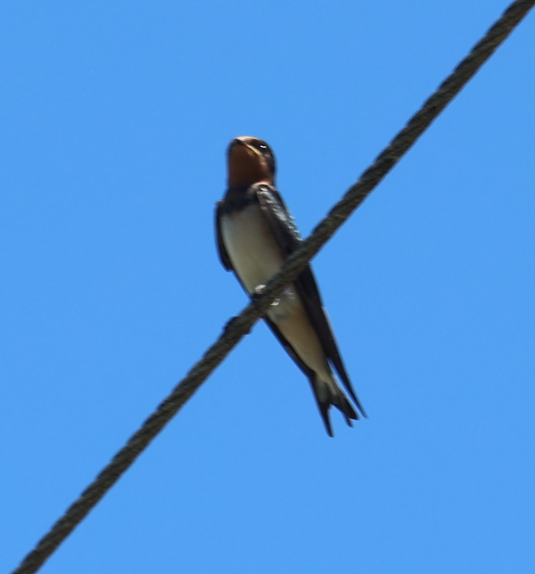 Barn Swallow - ML622115817