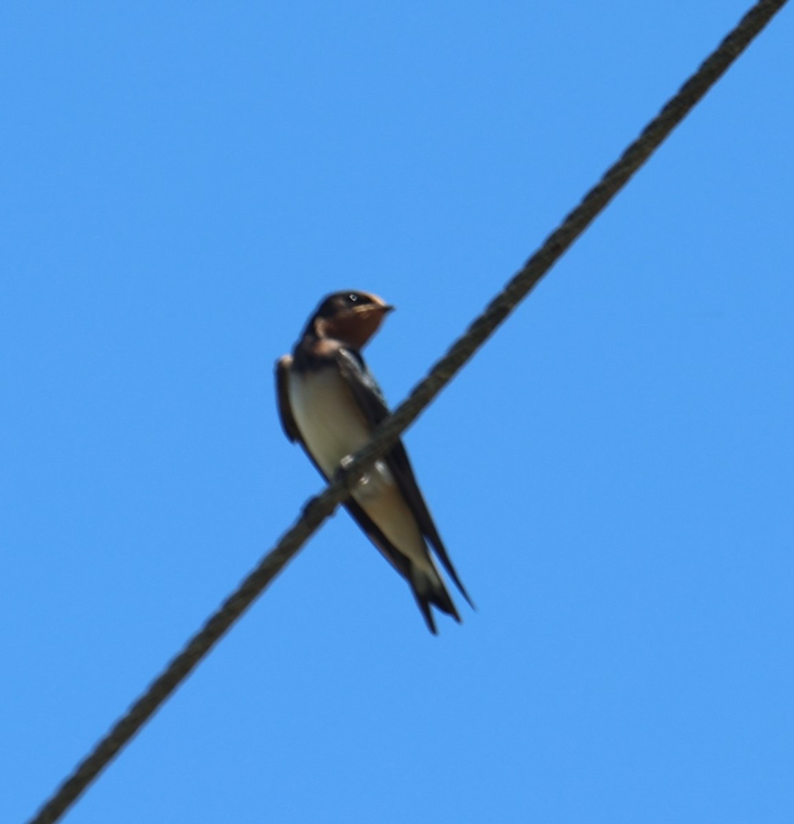 Barn Swallow - ML622115818