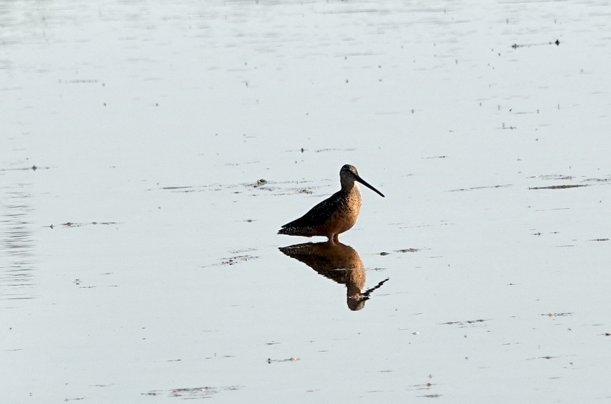 Long-billed Dowitcher - ML622115820