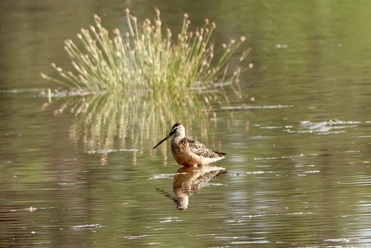 Long-billed Dowitcher - ML622115821