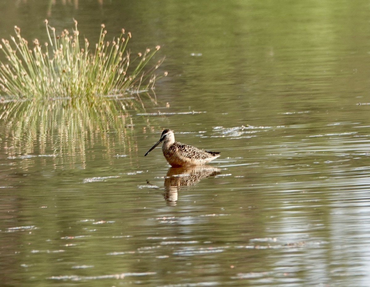 Long-billed Dowitcher - ML622115822