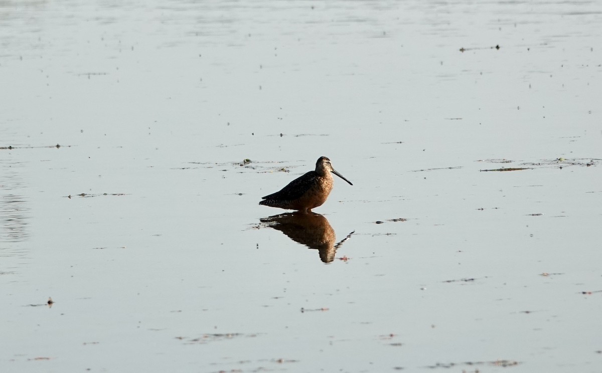 Long-billed Dowitcher - ML622115823