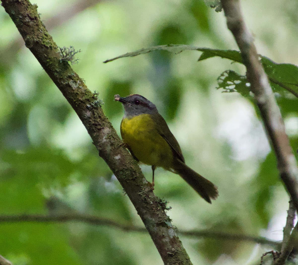 Russet-crowned Warbler - ML622115824