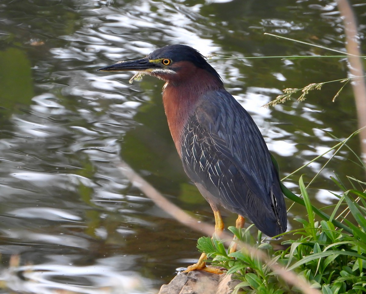 Green Heron - ML622115825