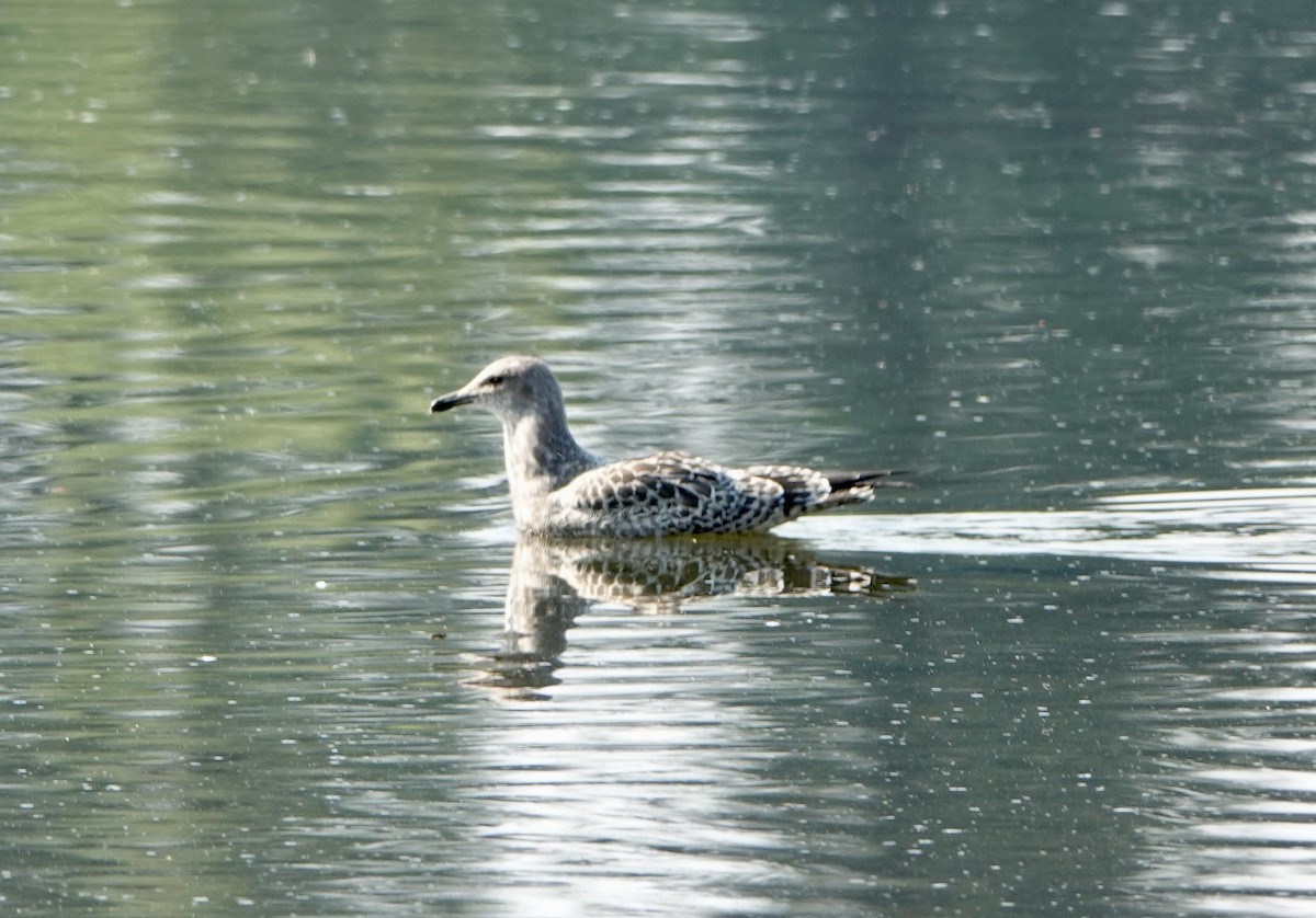 California Gull - ML622115826