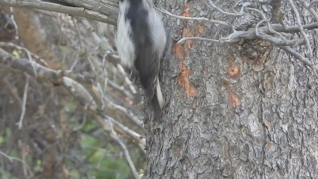 American Three-toed Woodpecker - ML622115827