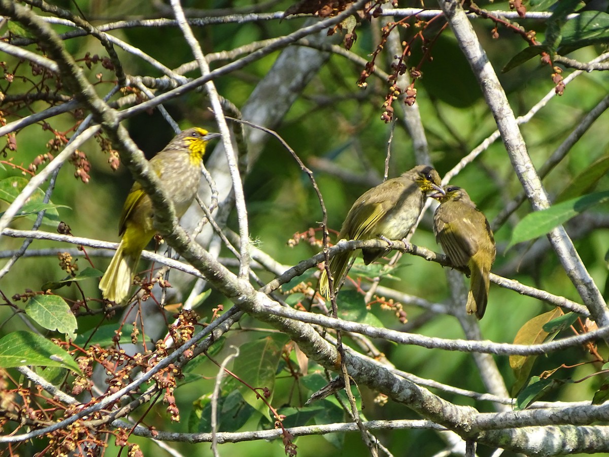 Stripe-throated Bulbul - ML622115828