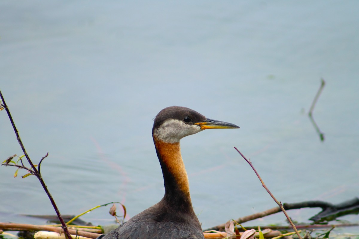Red-necked Grebe - ML622115829