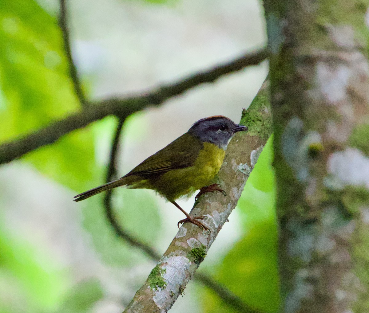 Russet-crowned Warbler - ML622115831