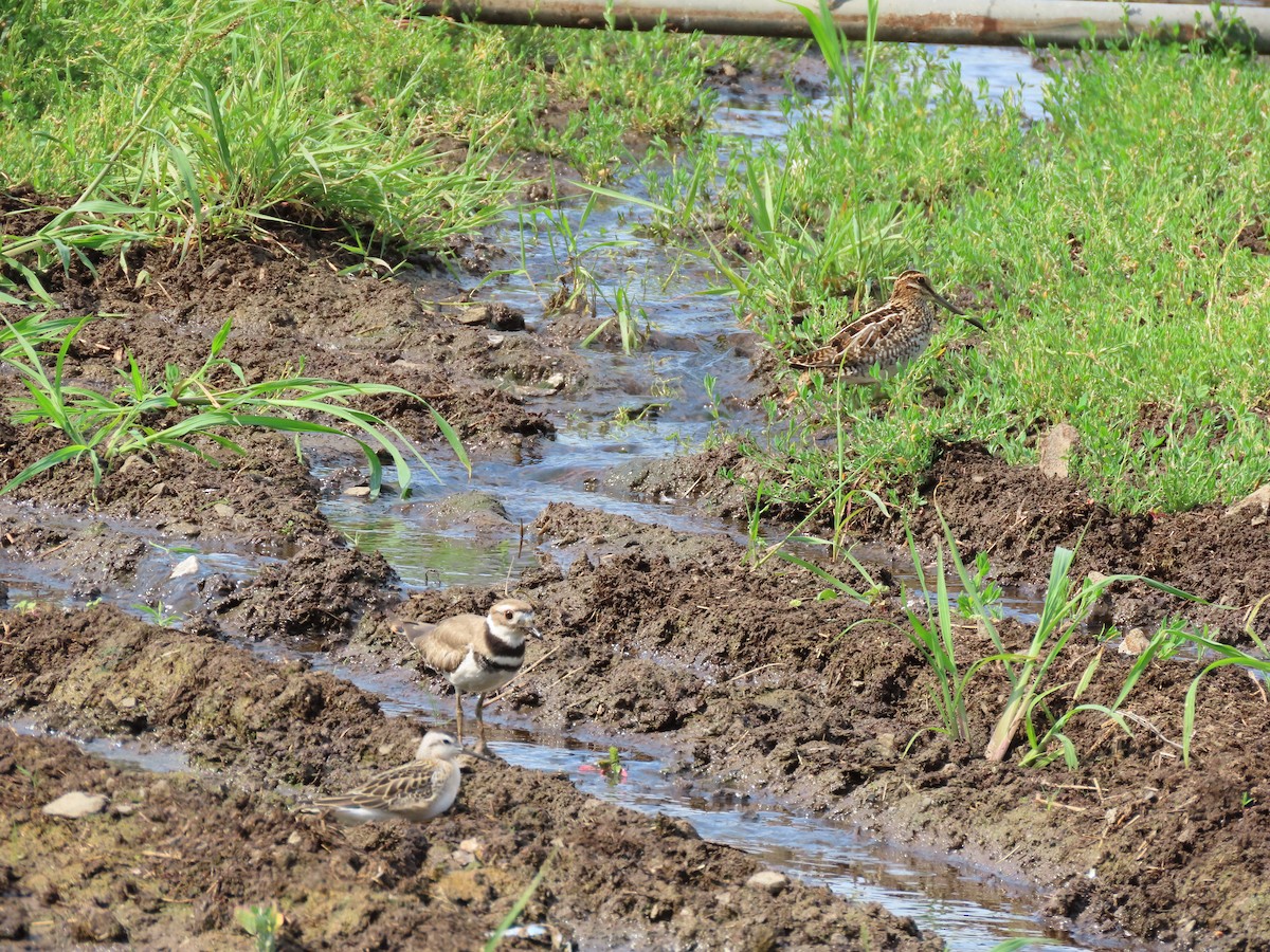 Wilson's Snipe - ML622115839