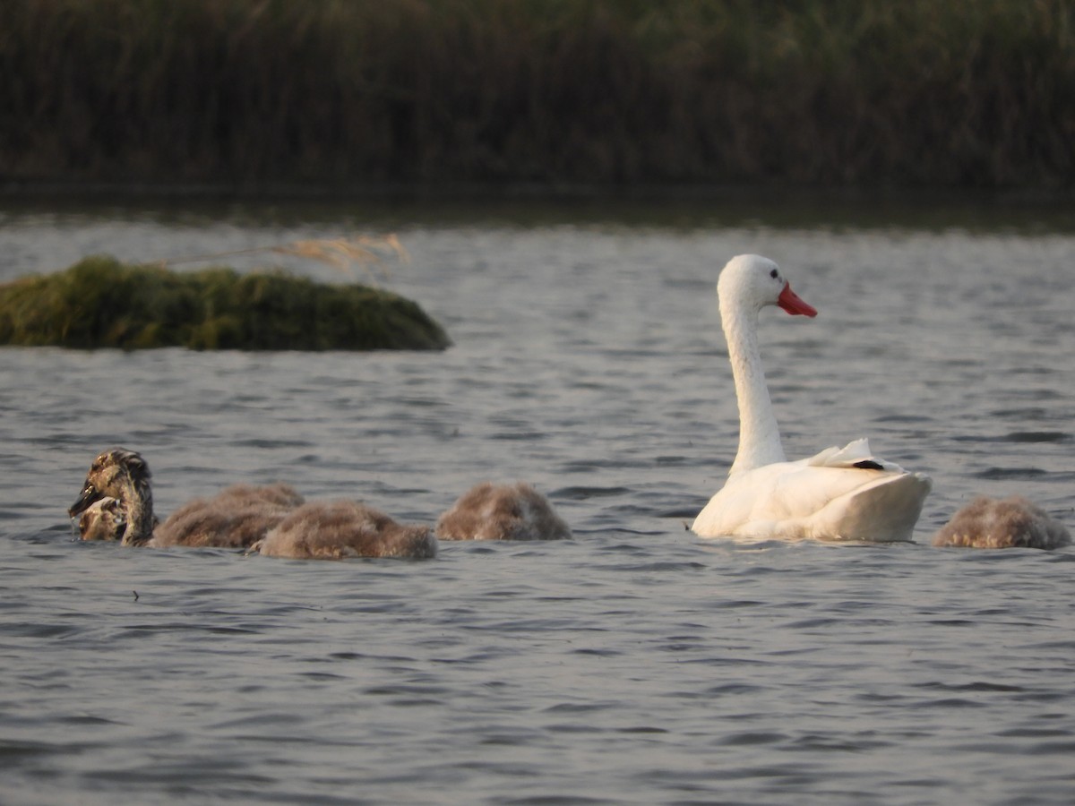 Coscoroba Swan - ML622115840