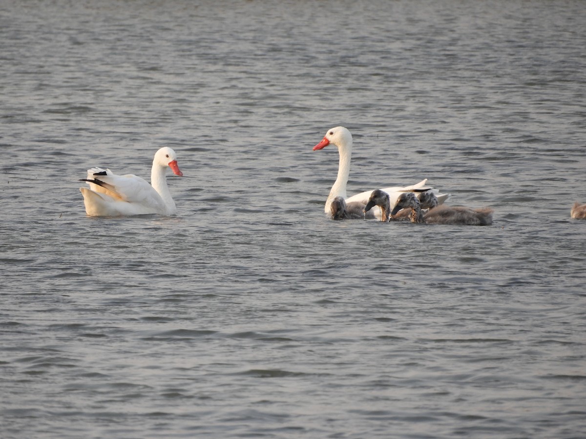 Coscoroba Swan - ML622115841