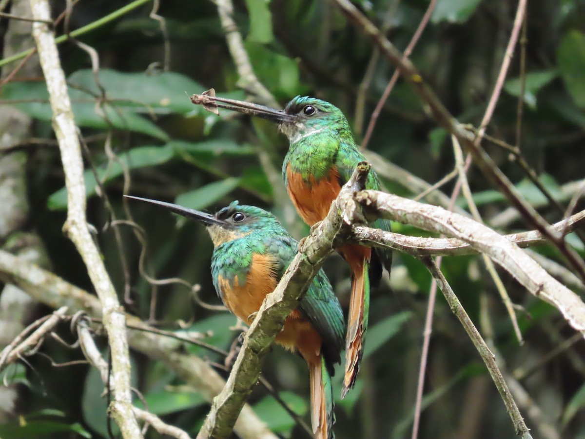 Rufous-tailed Jacamar (Spot-tailed) - ML622115842