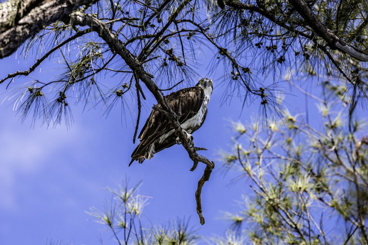 Osprey - Jonathan Varner