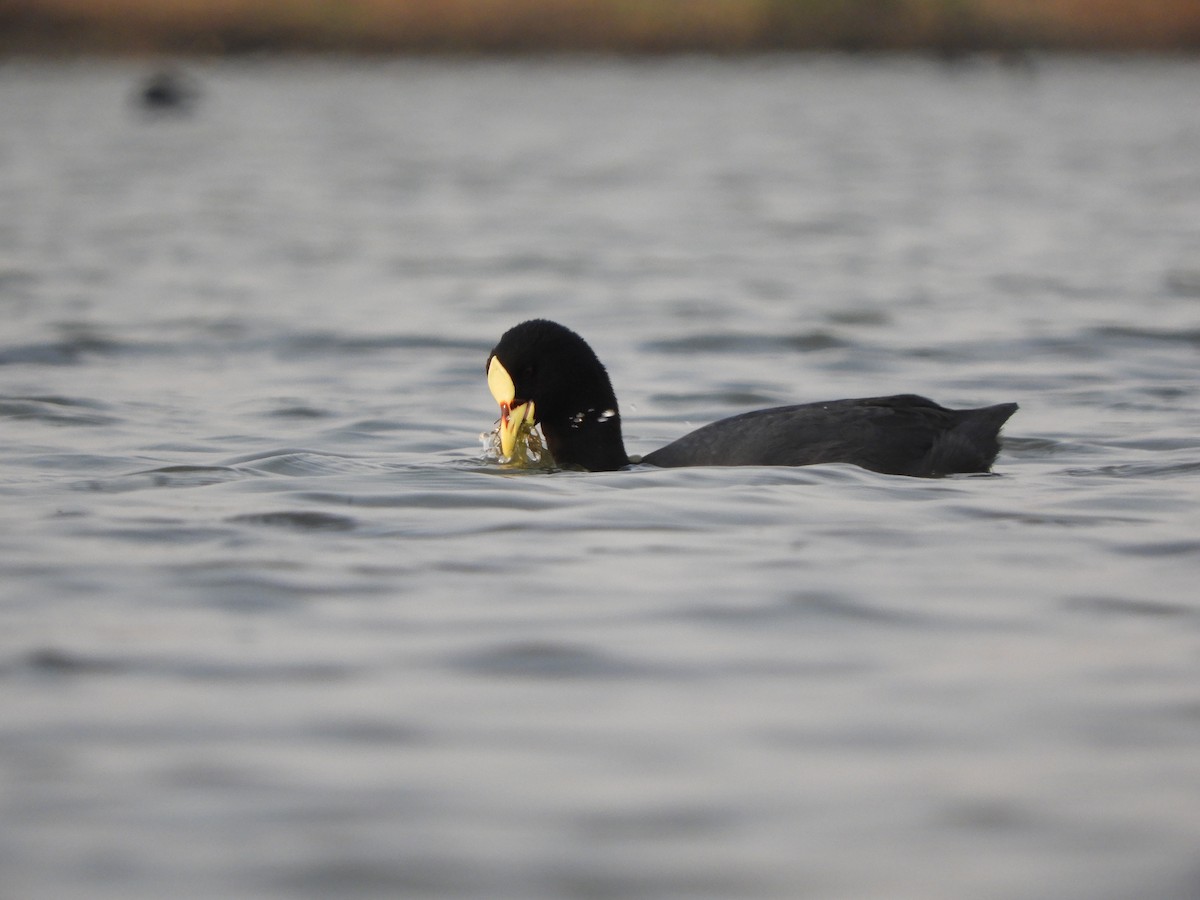 Red-gartered Coot - ML622115850