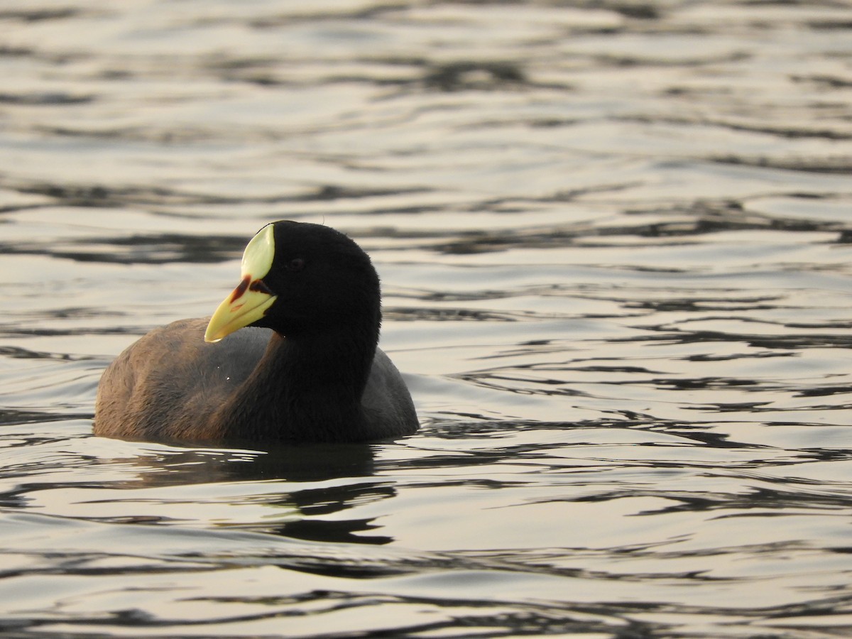 Red-gartered Coot - ML622115851