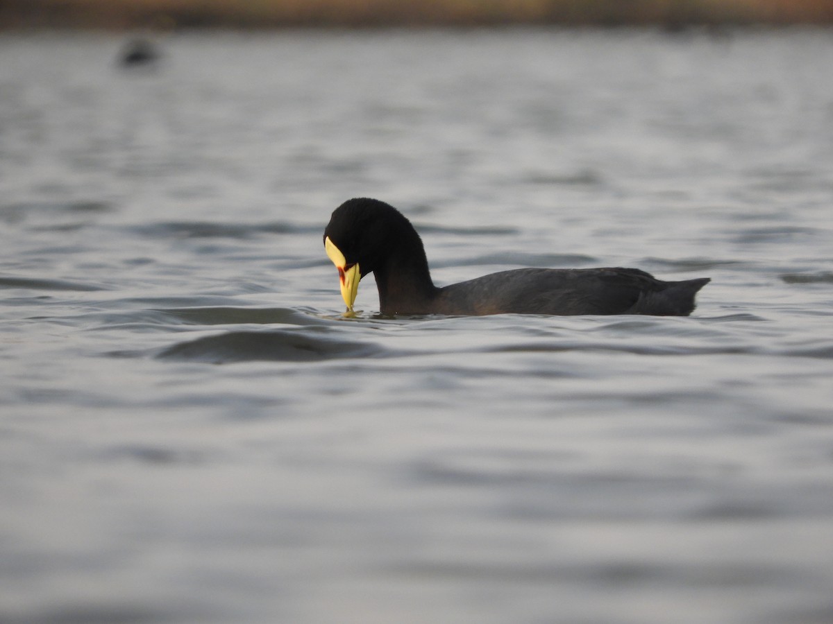 Red-gartered Coot - ML622115852