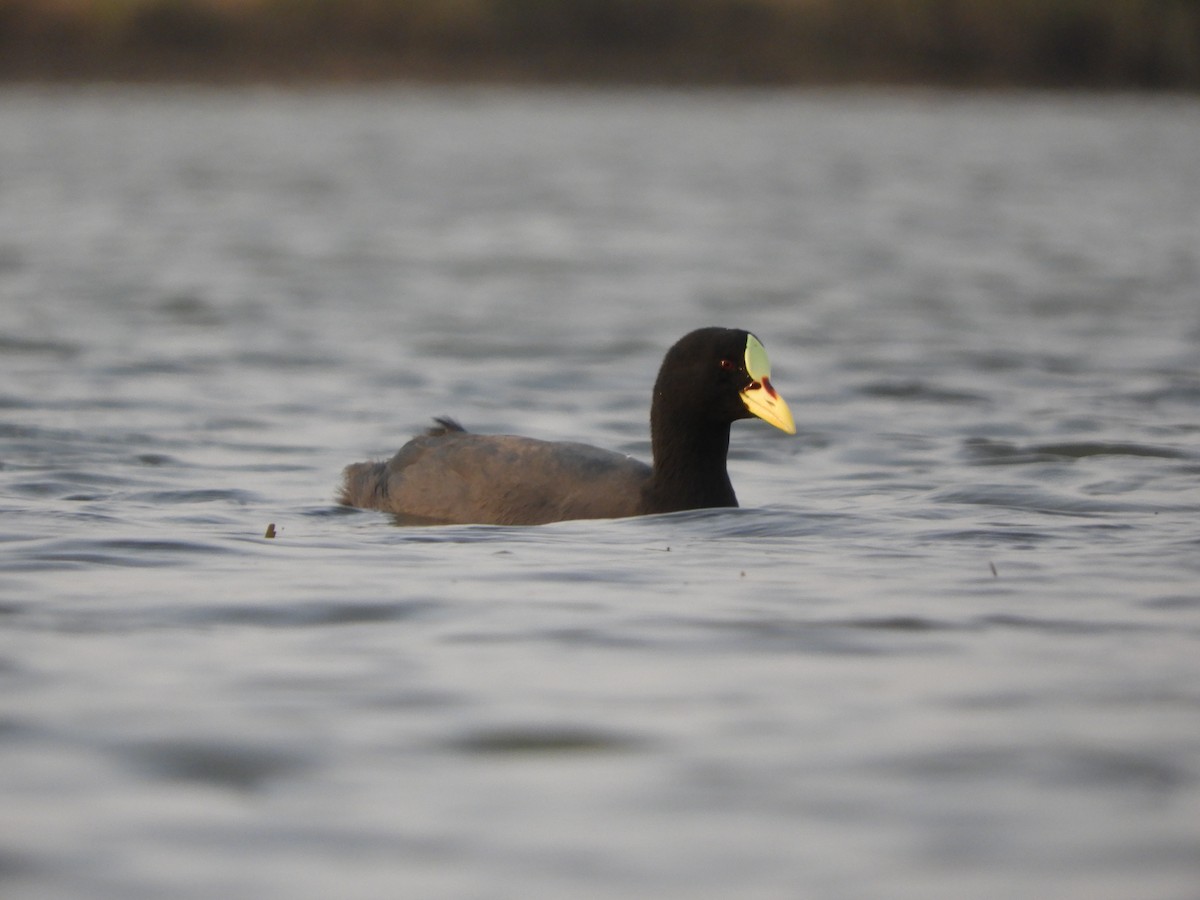 Red-gartered Coot - ML622115853