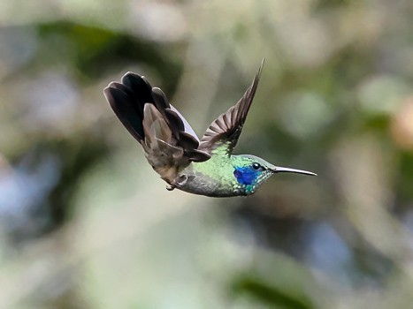 Lesser Violetear - ML622115857