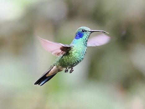 Lesser Violetear - ML622115858