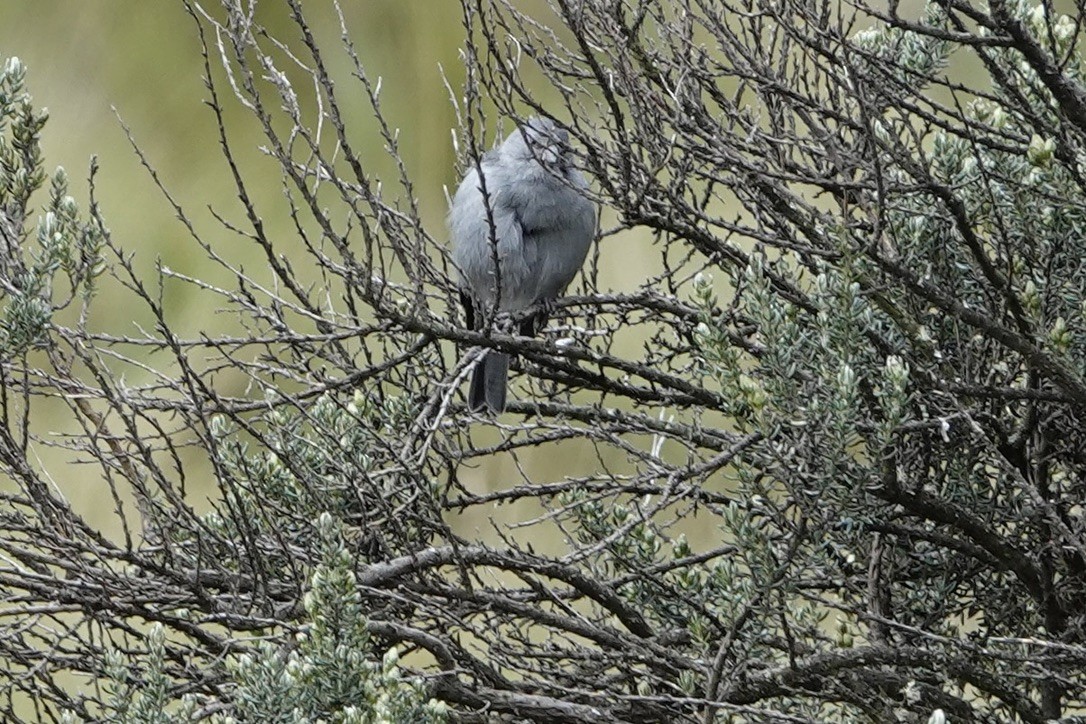 Plumbeous Sierra Finch - ML622115859