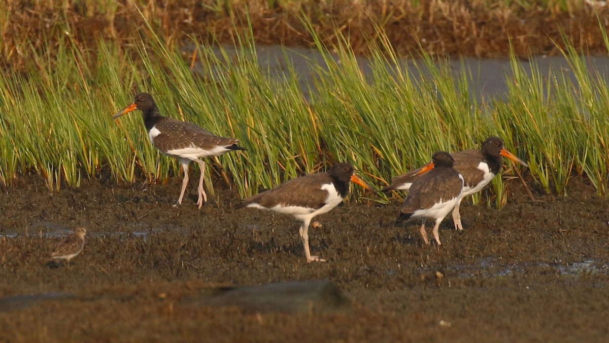 American Oystercatcher - mario balitbit