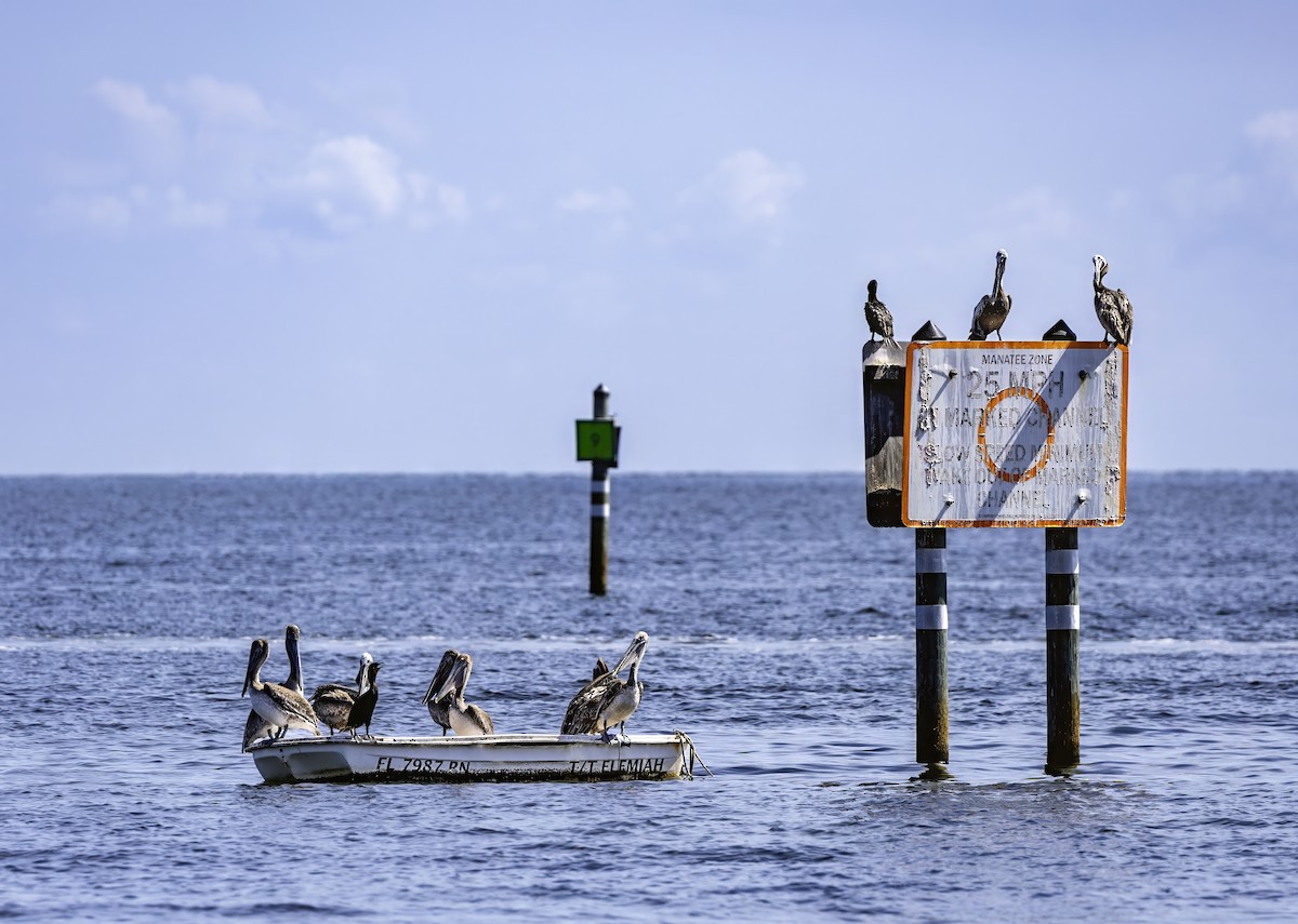 Brown Pelican - Jonathan Varner