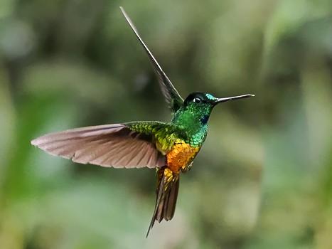 Golden-bellied Starfrontlet - Jack Stephens