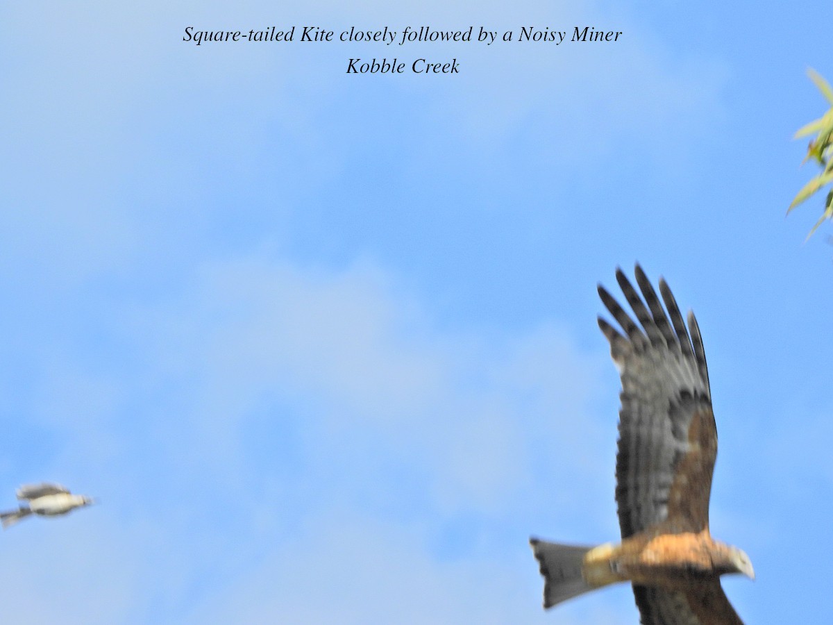 Square-tailed Kite - ML622115864