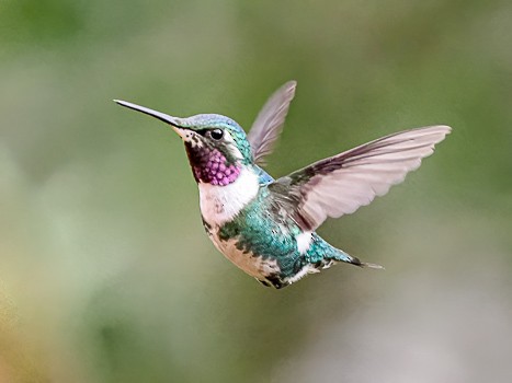 White-bellied Woodstar - Jack Stephens