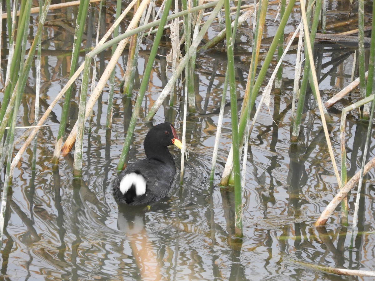 Red-fronted Coot - ML622115869
