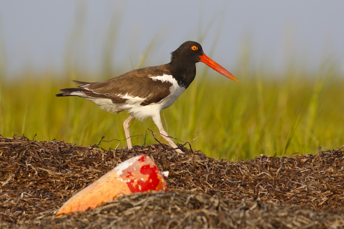 American Oystercatcher - ML622115871