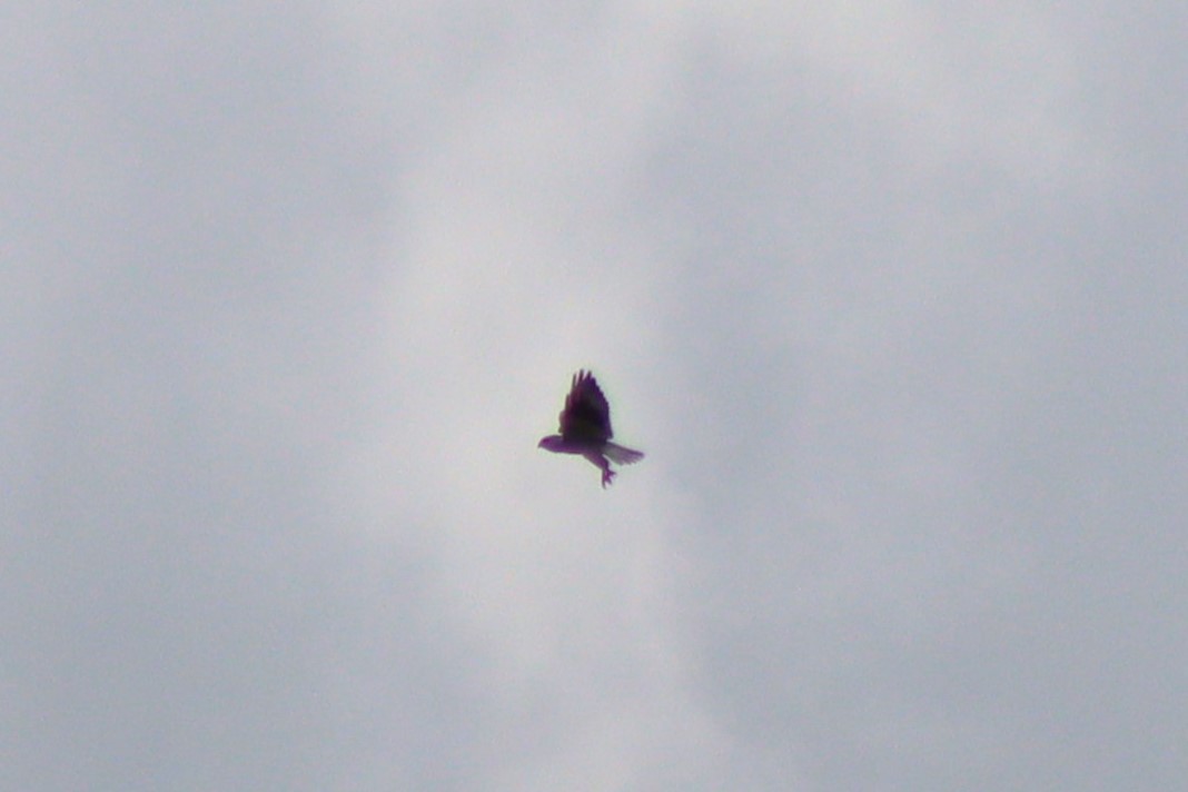 Black-winged Kite - ML622115872