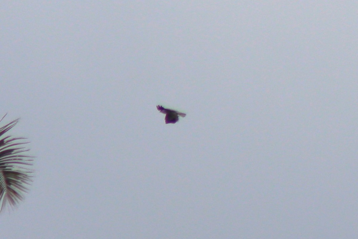 Black-winged Kite - Elliot Wallis