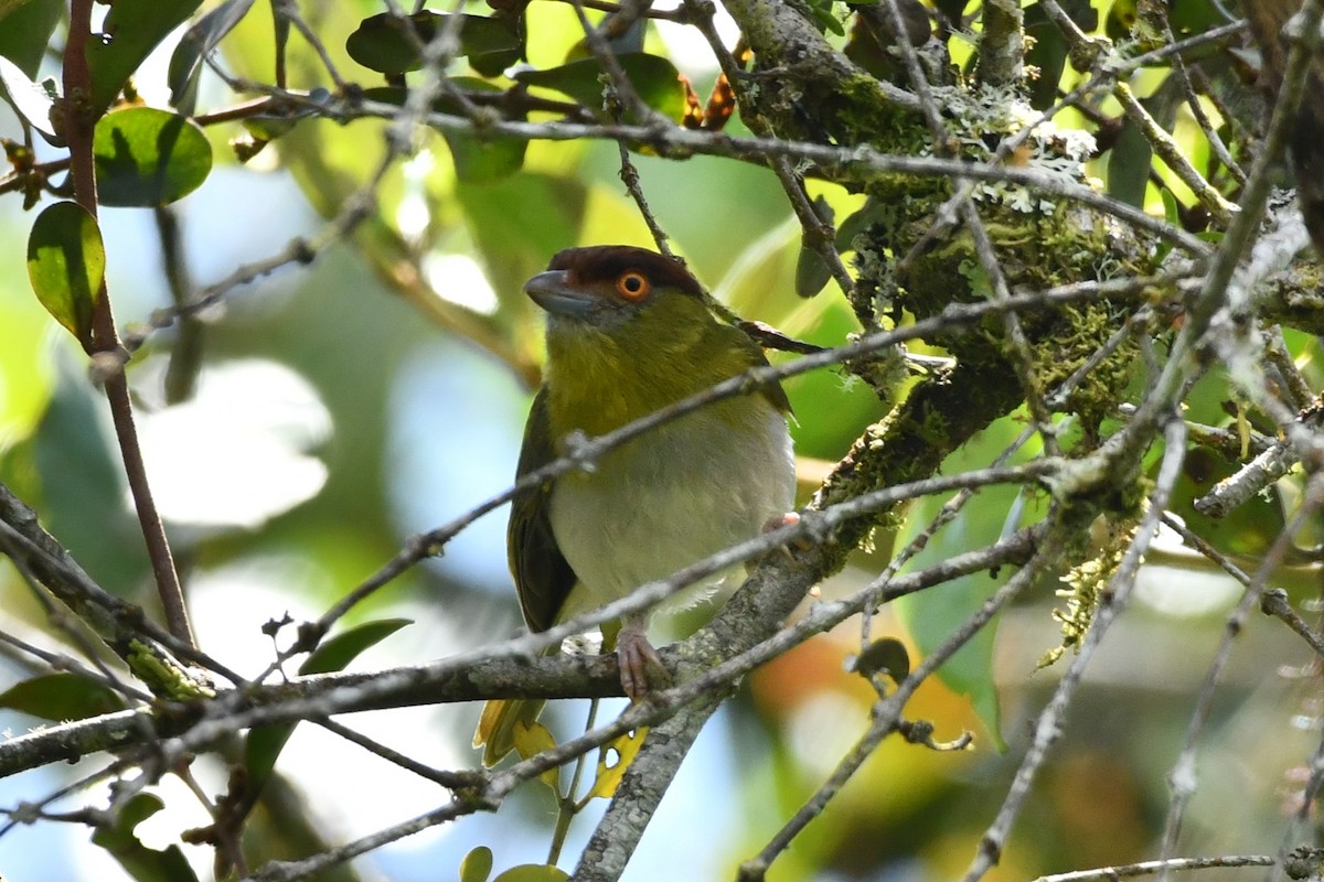 Rufous-browed Peppershrike - ML622115874