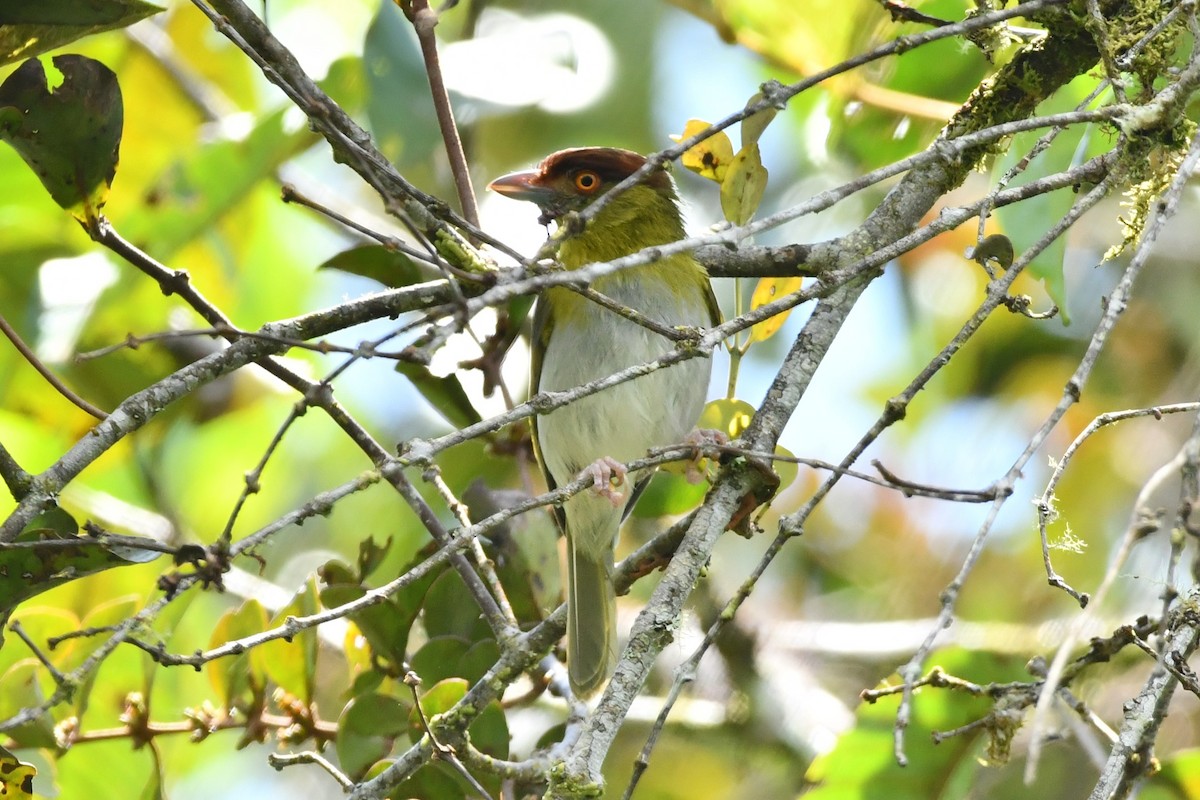 Rufous-browed Peppershrike - ML622115875