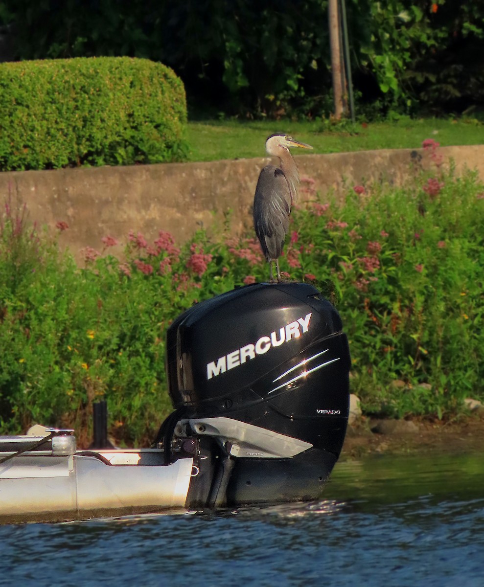 Great Blue Heron - ML622115876