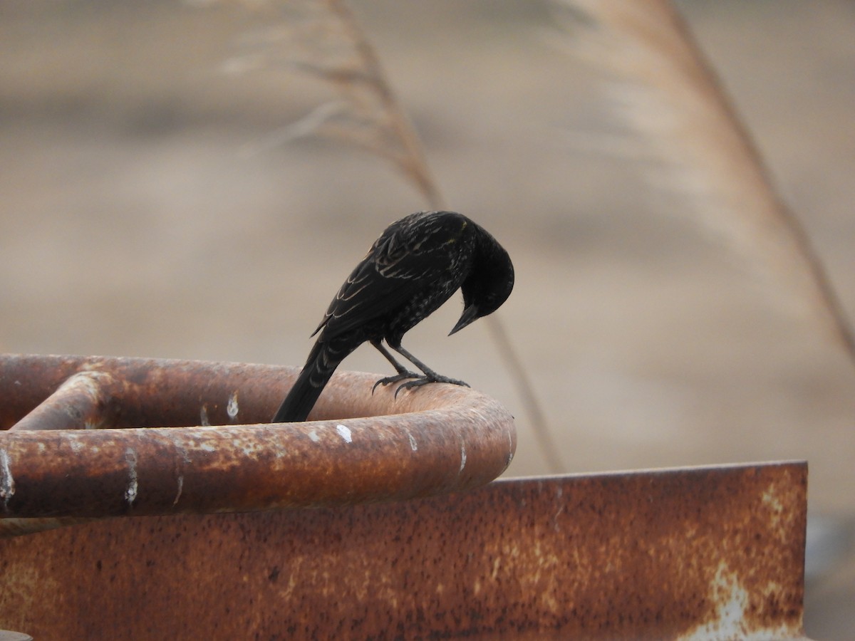 Yellow-winged Blackbird - ML622115877